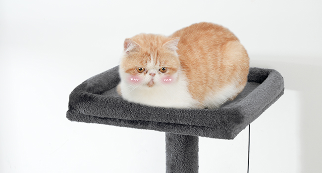 Cat Tree with Litter Box Enclosure, 172.0cm H Wooden Multifunctional Pet Furniture with Hidden Litter Box, Perch, Hammock and Scratching Post, Cat Tower for Indoor Cats, Grey