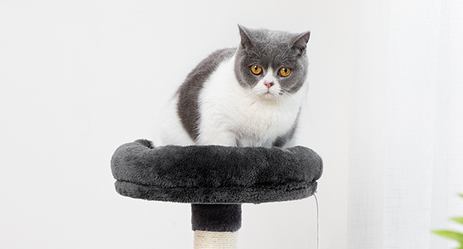 Cat Baum, Kleng Kaz Tower mat mëllen Plush Perch, Fir Indoor Kitten, 34.6-Zoll 3-Tier Cat Condo Miwwel mat Scratching Posts, Mat Anti-Tipps, Staark