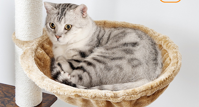 crann cat do chait faoi dhíon, 44 orlach orlach cat túr adhmaid, condo cat nua -aimseartha le poist scríobadh cat, Teach súgartha cat il-leibhéil le cat hammock, 2 barr péirse, Liathróidí Bréagáin, donn tuaithe