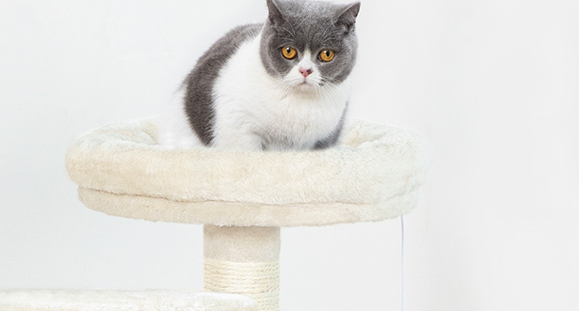 weicher Plüschbarsch