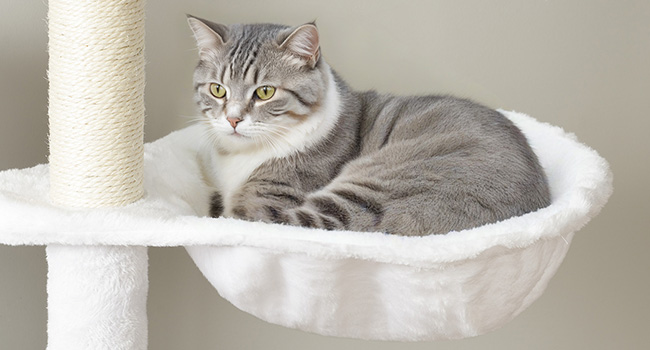 أرجوحة ناعمة