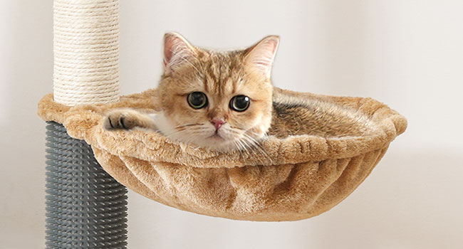 crann cat, túr cat do chait faoi dhíon, Teach cat adhmaid le poist scríobadh cat, condo cat, cat hammock, barr péirse, cúisín inbhainte inbhainte, cat féin groomer, donn tuaithe